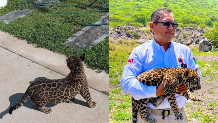 Encuentran un cachorro de jaguar en el municipio Corregidora, Querétaro