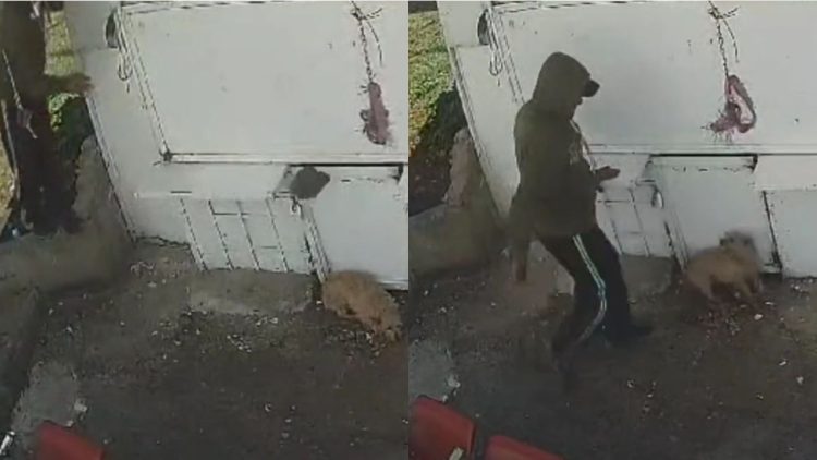 Captan a trabajador de limpieza golpeando a perrito en Naucalpan