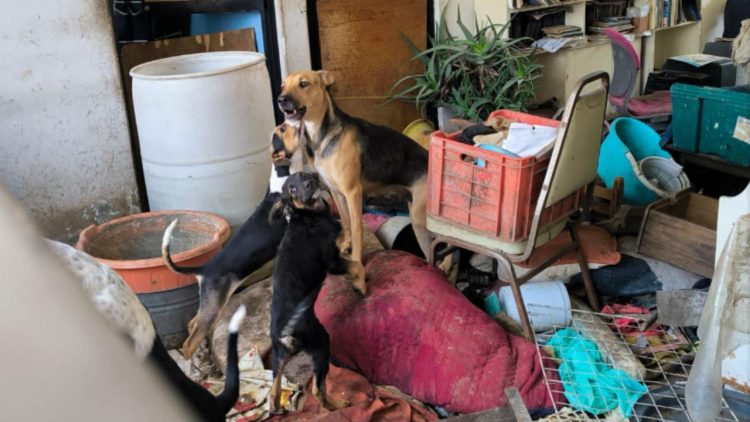 Rescatan a 9 perritos en condiciones deplorables en la Gustavo A. Madero
