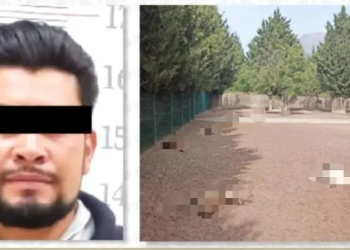 Sentencian a hombre a 6 años de prisión por la muerte de 32 venados en Puebla