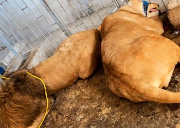 Trasladan a zoológico a pareja de leones africanos rescatados en Puebla