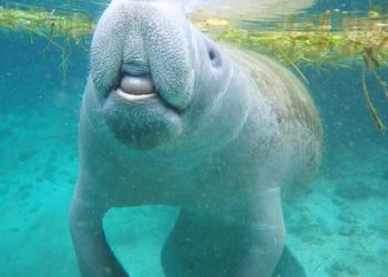 Temporada de manatíes en Florida ofrece una experiencia inolvidable