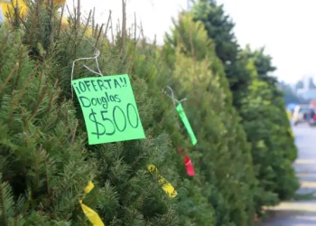 Impulsa alcaldía Benito Juárez reciclaje de árboles de Navidad