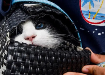 BJ niega haber realizado campaña de vacunación canina y felina a domicilio