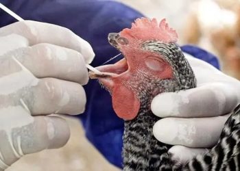 Confirman primera muerte humana por gripe aviar en EU