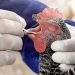 Confirman primera muerte humana por gripe aviar en EU