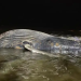 Hallan ballena muerta en playas de Mazatlán; se desconocen las causas de su muerte