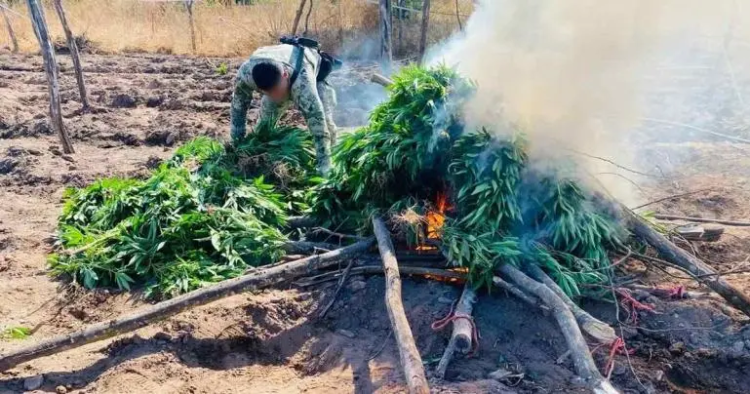 Marina destruye más de 350 kilos de marihuana en Sinaloa