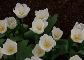 Producen 435 mil tulipanes en Tláhuac y Xochimilco: Sedema