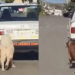 Taxista en Oaxaca amarra a dos perritos a su auto y los arrastra