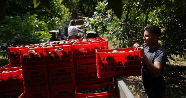 Aguacateros buscan diversificar sus exportaciones ante los aranceles de EU
