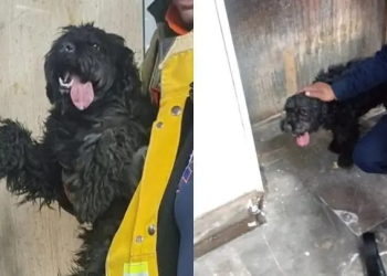 Rescatan a perro en vías del Metro; Línea 9 sufre retrasos de hasta una hora
