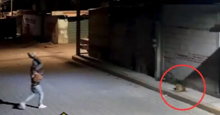 Sujeto arroja piedra sobre perrito ‘Huesitos’ mientras dormía en Puebla