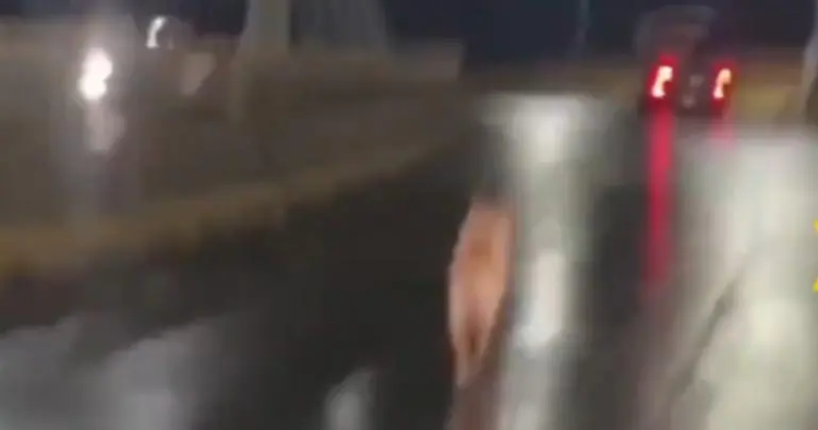 Perrito abandonado corre tras camioneta de sus dueños en Puebla