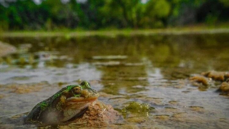 Salvemos las áreas protegidas y la rana de madriguera: más de 11 mil voces se unen en defensa de la biodiversidad en México 