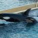 Wikie y Keijo, orcas de Francia atrapadas en un acuario fantasma claman por su libertad