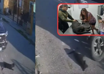 Conductor atropella a perrita en repetidas ocasiones en Yucatán