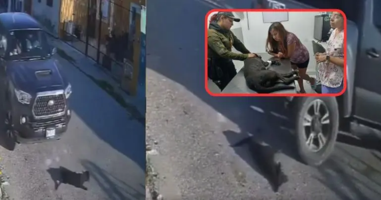 Conductor atropella a perrita en repetidas ocasiones en Yucatán