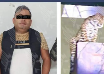 Aseguran jaguar durante cateo en Puebla; hay un detenido