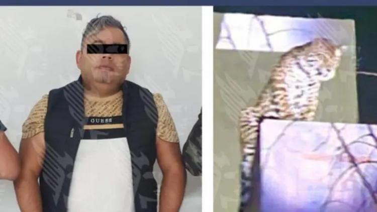 Aseguran jaguar durante cateo en Puebla; hay un detenido
