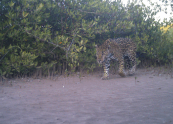 La Papalota: una reserva natural en Nayarit que utiliza la tecnología y el diálogo para la conservación de los jaguares