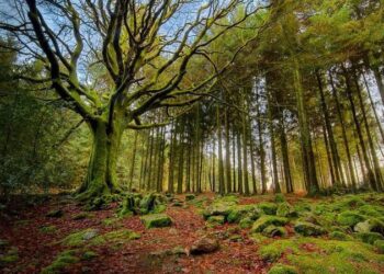 Bosques y selvas de México: clave en la lucha contra el Cambio Climático; convocan a foro para su análisis