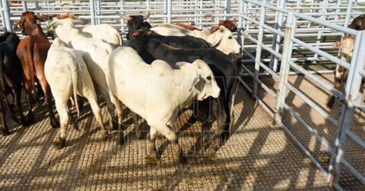 Es injusto que EU cerrara frontera a ganado mexicano: Sheinbaum