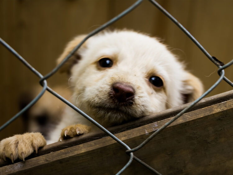 Día Mundial del Perro sin Raza: 5 razones para adoptar lomitos de raza única