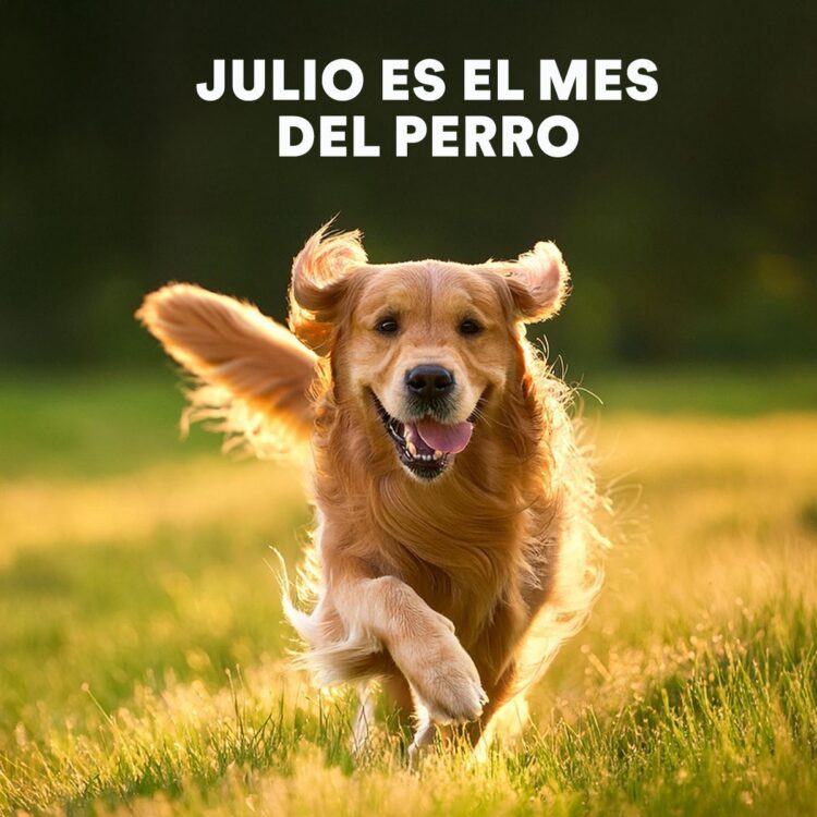 Petco: un llamado a la adopción responsable en México en el Día Mundial del Perro