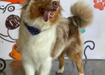 Cuidar a los perros senior: una misión de amor y bienestar