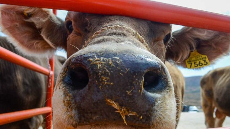 ¿Qué ciudad mexicana reabrirá primero la frontera para exportar ganado a EE. UU.? Será el 7 de julio