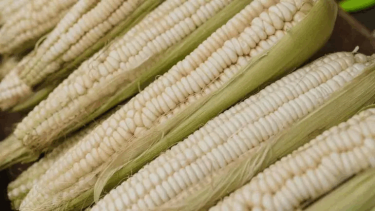 El abasto de maíz blanco está asegurado para 2025: Sader