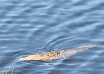 Niño cae de puente y es devorado por cocodrilos en Michoacán