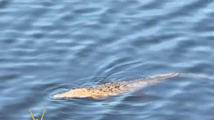 Niño cae de puente y es devorado por cocodrilos en Michoacán