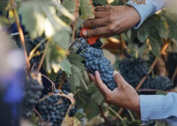 El Cielo Resort permite conectar con lo mejor del Valle de Guadalupe