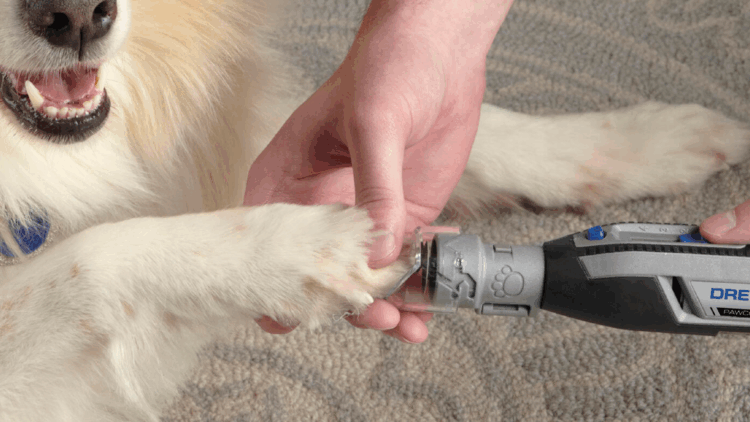 Bosch: la tecnología puede prevenir el dolor de las mascotas