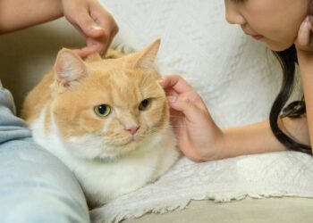 Boehringer Ingelheim impulsa la salud felina con tres pilares fundamentales. El arte de disfrutar con estilo y sentido.