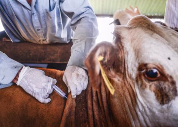 Yucatán confirma el primer caso de miasis por gusano barrenador en humanos en el estado