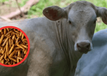 México y EU acuerdan plan binacional contra gusano barrenador