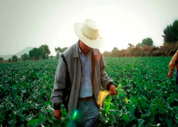 “Estamos frente a una catástrofe alimentaria”: trabajadores agrícolas afirman que Trump utilizará al maíz como arma de presión