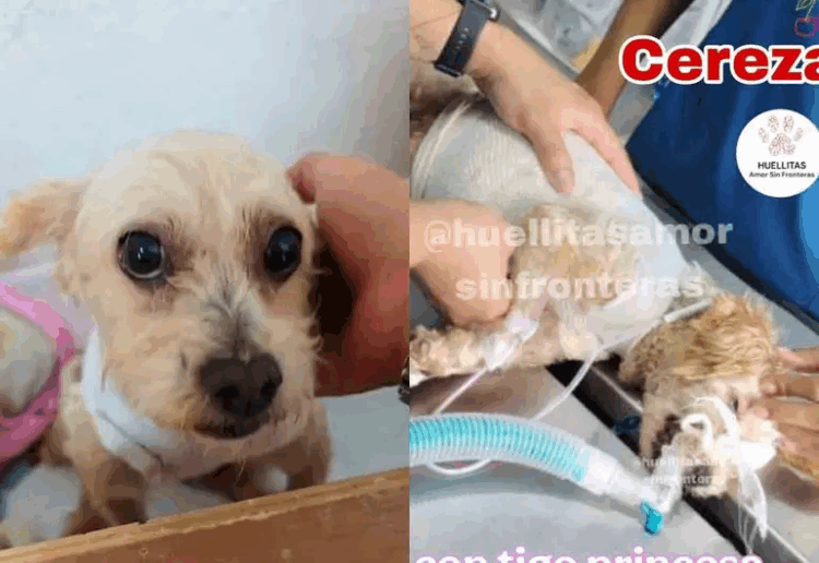 Perrita Cereza sobrevive a su primera cirugía reconstructiva