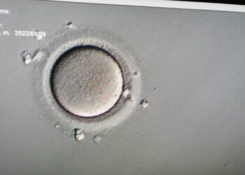 Nutrición ovulatoria: conoce los alimentos que te ayudarán a mejorar la calidad de tus óvulos