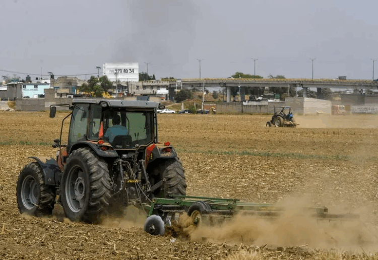 Bienestar otorga apoyos de 6 mil a 24 mil pesos a productores mexicanos; PASO A PASO para obtener la ayuda