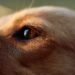 México mantiene la rabia canina bajo control, pero la amenaza persiste: vacunar es clave