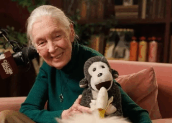 Fallece Jane Goodall, etóloga británica pionera en el estudio de los chimpancés