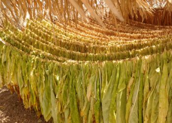 Mayor carga fiscal a tabacos provocaría desempleo y caída en producción en campos de tabaco