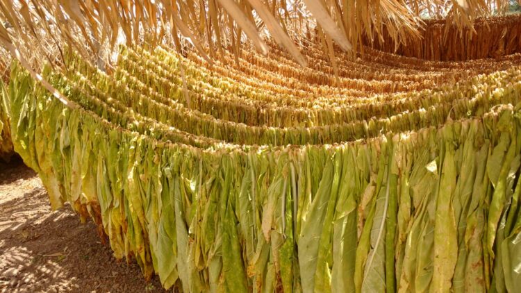 Mayor carga fiscal a tabacos provocaría desempleo y caída en producción en campos de tabaco