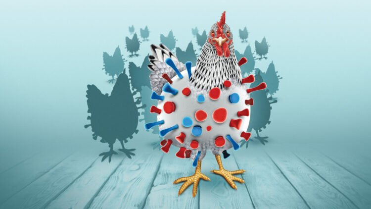 Gripe aviar H5 podría causar una pandemia peor que el Covid-19, advierten