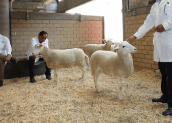 México presenta su primer borrego clonado: el inicio de la zoogenética del futuro