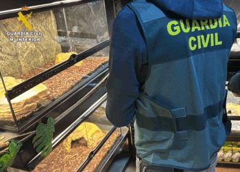 Guardia Civil de España incauta 472 animales exóticos en un “falso refugio”